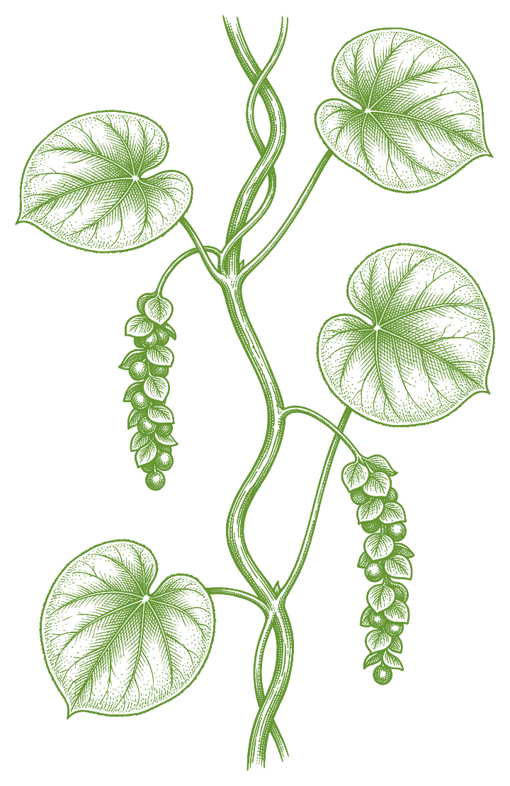 Botanical illustration of Abuta (Cissampelos pareira)