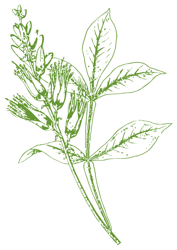 Botanical illustration of Amargo (Quassia amara)