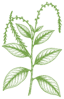 Botanical drawing of Anamu (Petiveria alliacea)
