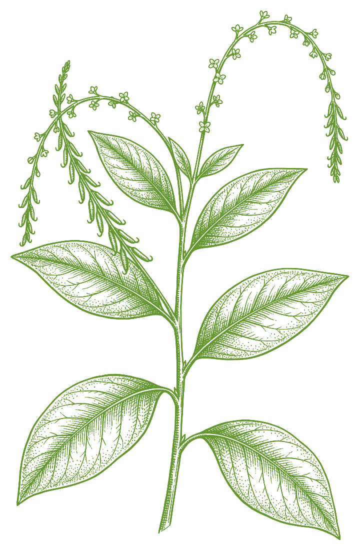 Botanical illustration of Anamu (Petiveria alliacea)