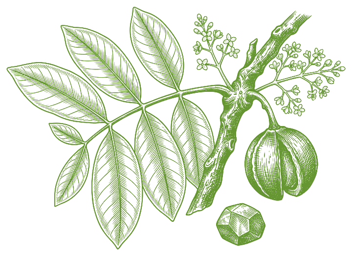 Botanical illustration of Andiroba (Carapa guianensis)