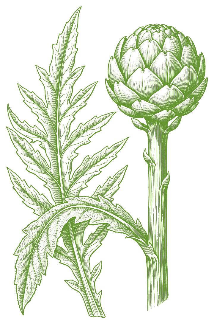 Botanical illustration of Artichoke Leaf (Cynara cardunculus)