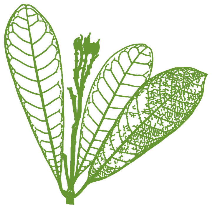 Botanical illustration of Bellaco Caspi (Himatanthus sucuuba)