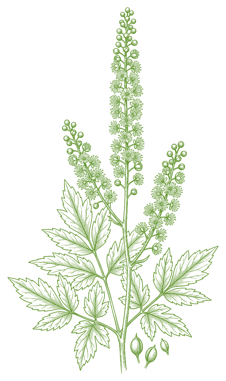 Botanical illustration of Black Cohosh (Actaea racemosa)