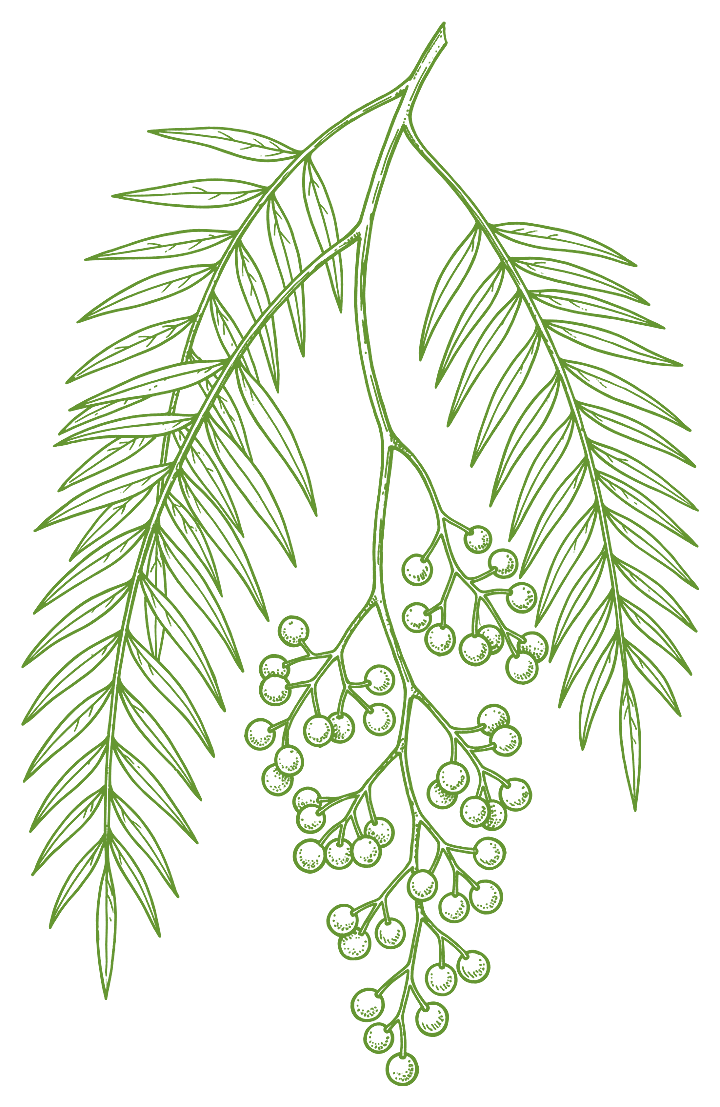 Botanical illustration of Peruvian pepper tree (Schinus molle)
