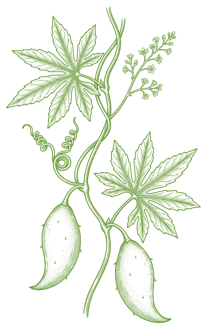 Botanical illustration of Caigua (Cyclanthera pedata)