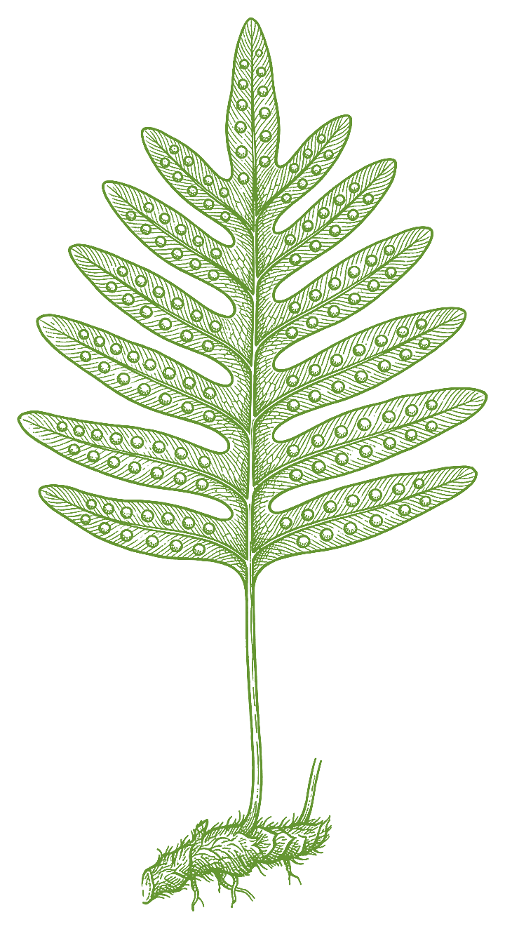 Botanical illustration of Calaguala (Polypodium leucotomos)