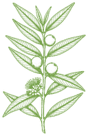 Botanical drawing of Camu Camu (Myrciaria dubia)