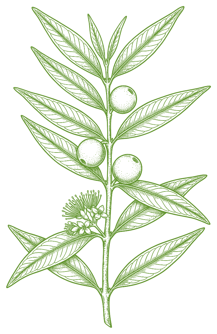 Botanical illustration of Camu camu (Myrciaria dubia)