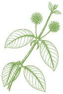 Botanical drawing of Cat's Claw (Uncaria tomentosa)