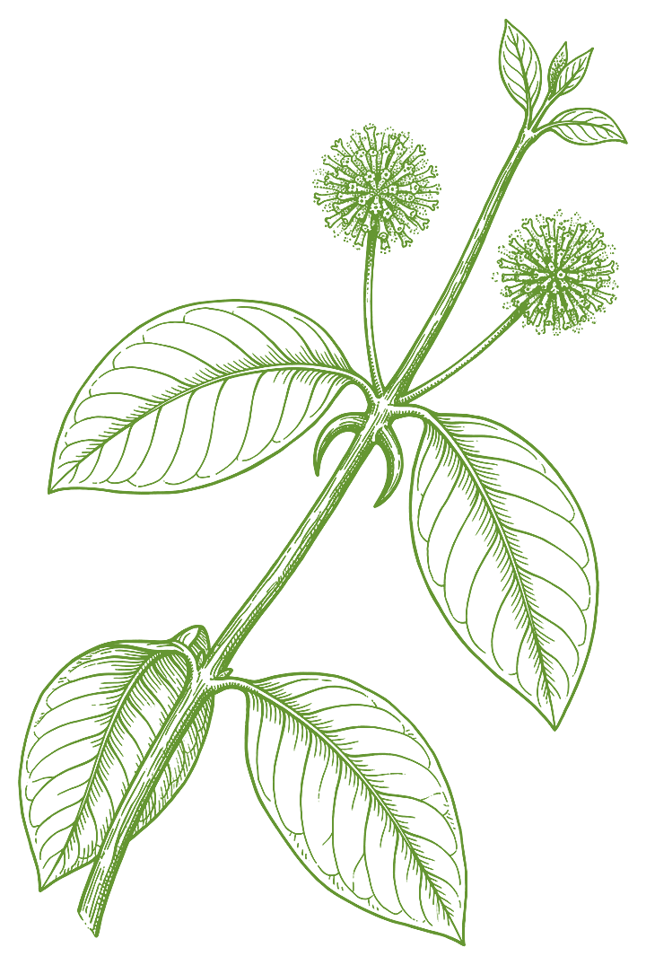 Botanical illustration of Cat's claw (Uncaria tomentosa)