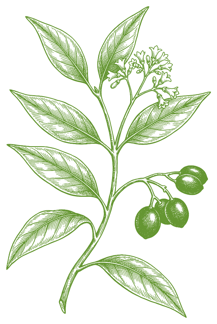Botanical illustration of Chá de Bugre (Cordia ecalyculata)