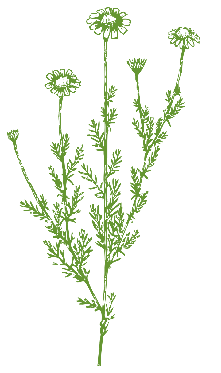 Botanical illustration of Chamomile (Matricaria chamomilla)