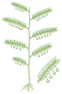 Botanical drawing of Chanca Piedra (Phyllanthus niruri)