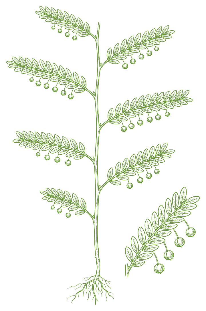 Botanical illustration of Chanca piedra (Phyllanthus niruri)
