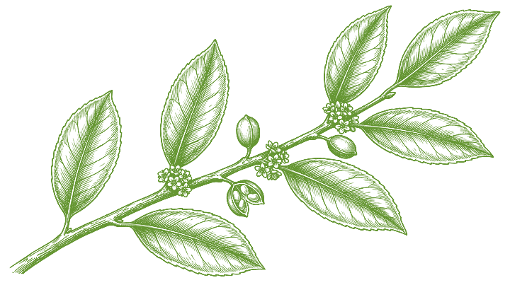Botanical illustration of Chuchuhuasi (Maytenus macrocarpa)