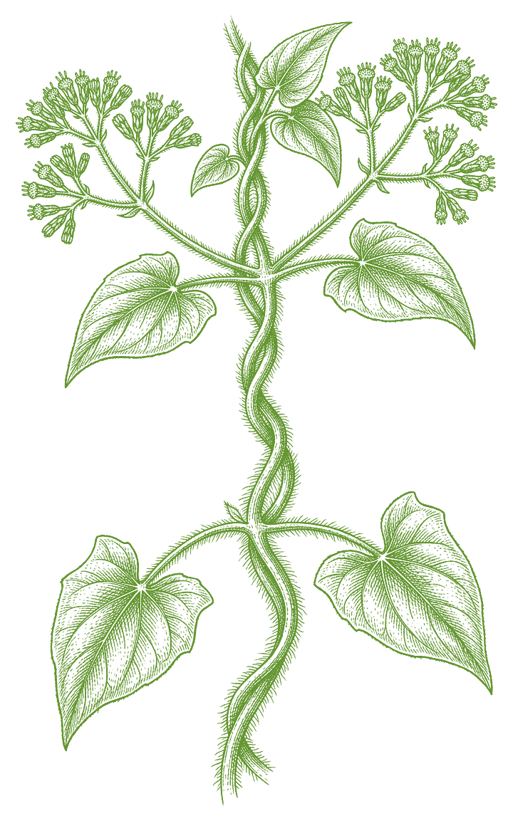 Botanical illustration of Cipó Cabeludo (Mikania hirsutissima)