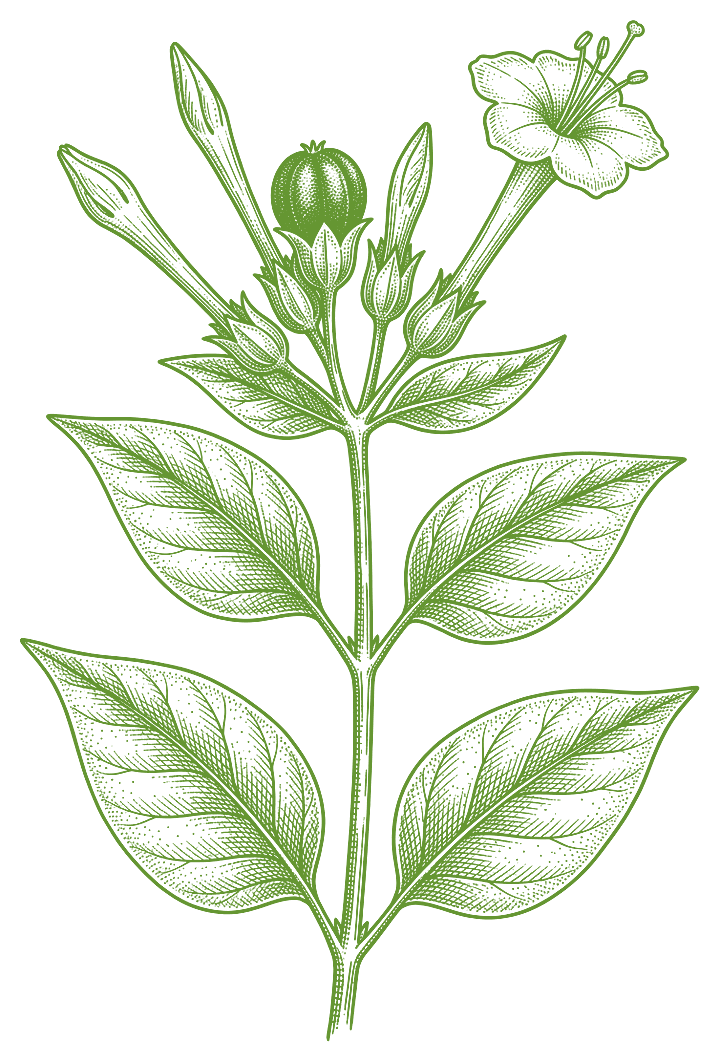 Botanical illustration of Clavillia (Mirabilis jalapa)