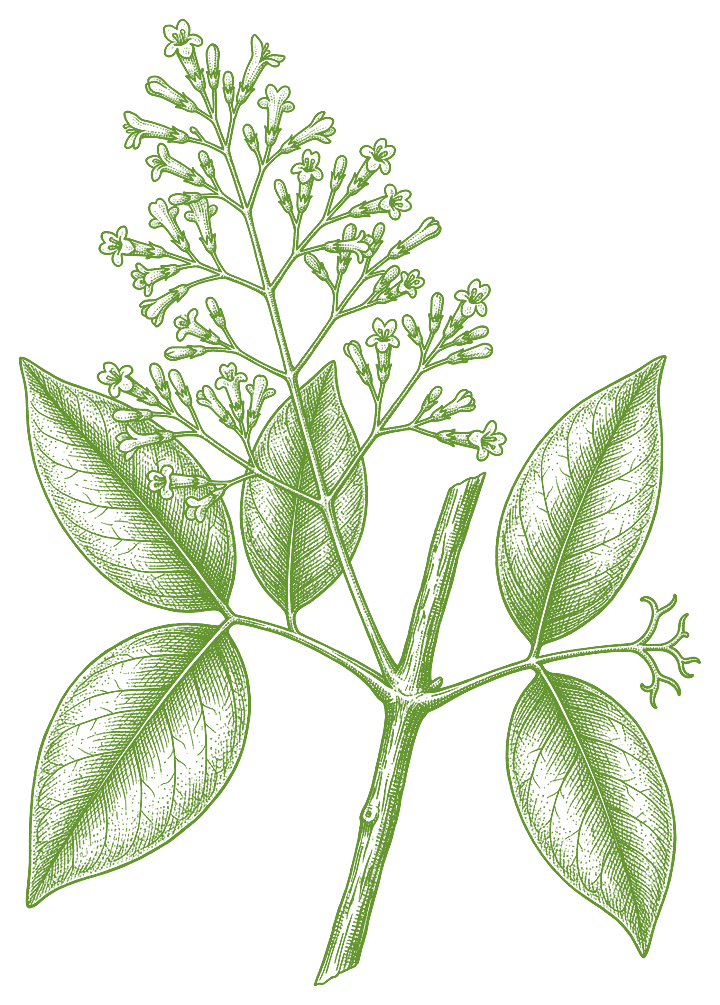 Botanical illustration of Clavo Huasca (Tynanthus panurensis)