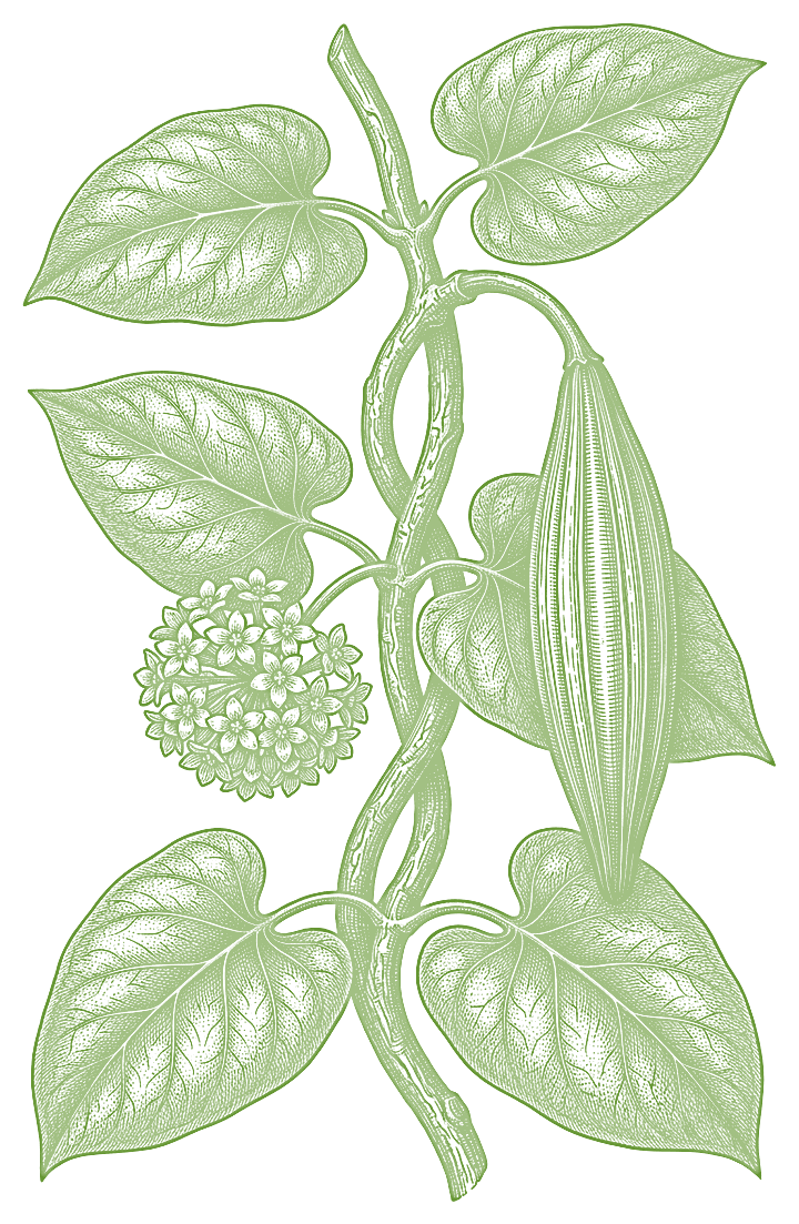 Botanical illustration of Condurango (Marsdenia cundurango)
