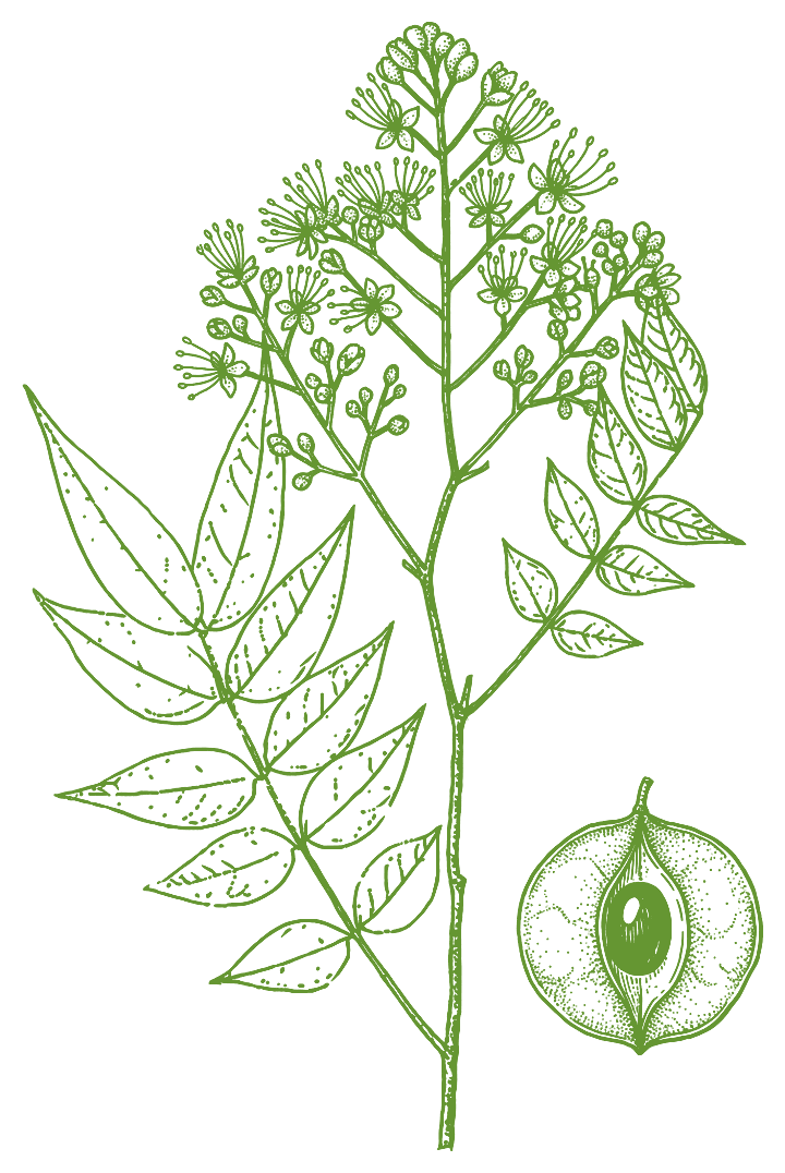 Botanical illustration of Copaiba (Copaifera)