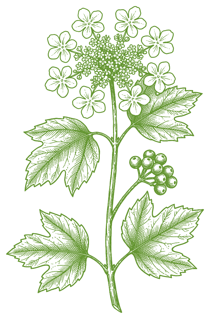 Botanical illustration of Cramp Bark (Viburnum opulus)