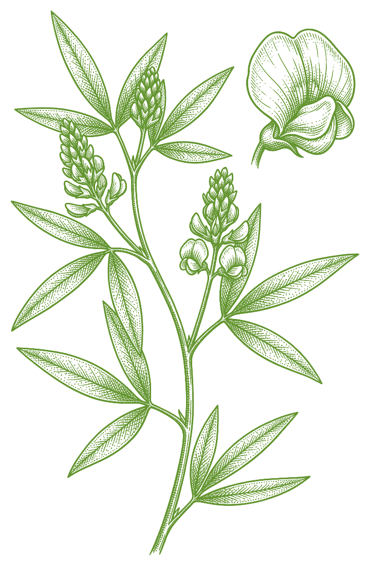 Botanical illustration of Culén (Otholobium glandulosum)