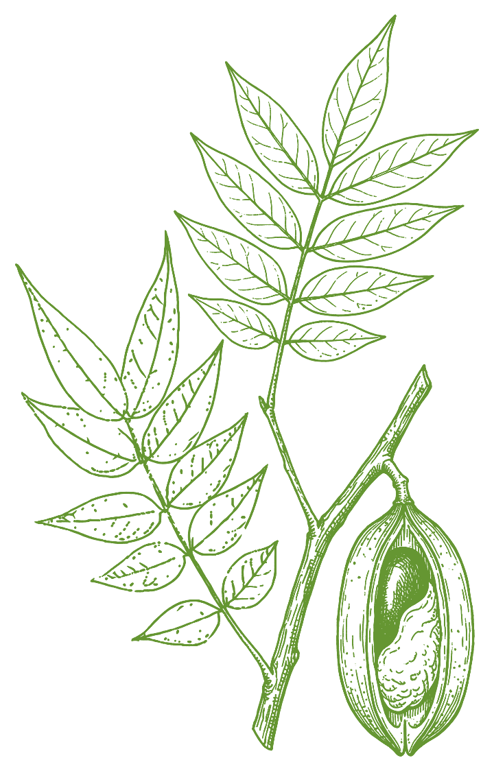 Botanical illustration of Cumaseba (Swartzia polyphylla)