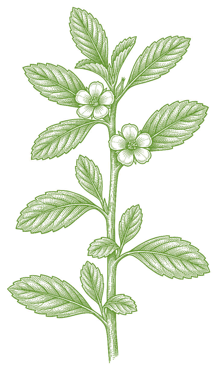 Botanical illustration of Damiana (Turnera diffusa)