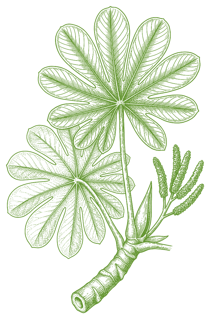 Botanical illustration of Embaúba (Cecropia peltata)