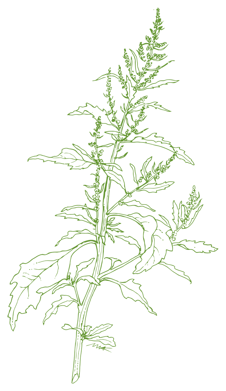 Botanical illustration of Epazote (Dysphania ambrosioides)