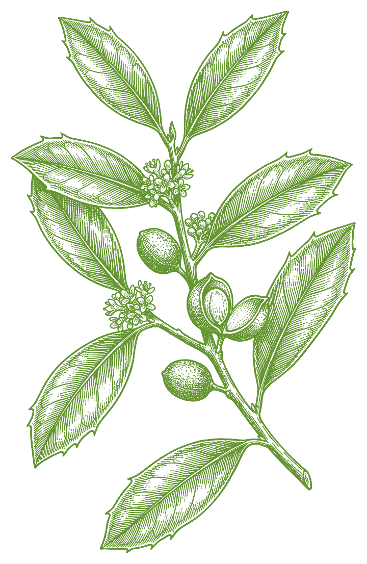 Botanical illustration of Espinheira Santa (Maytenus ilicifolia)