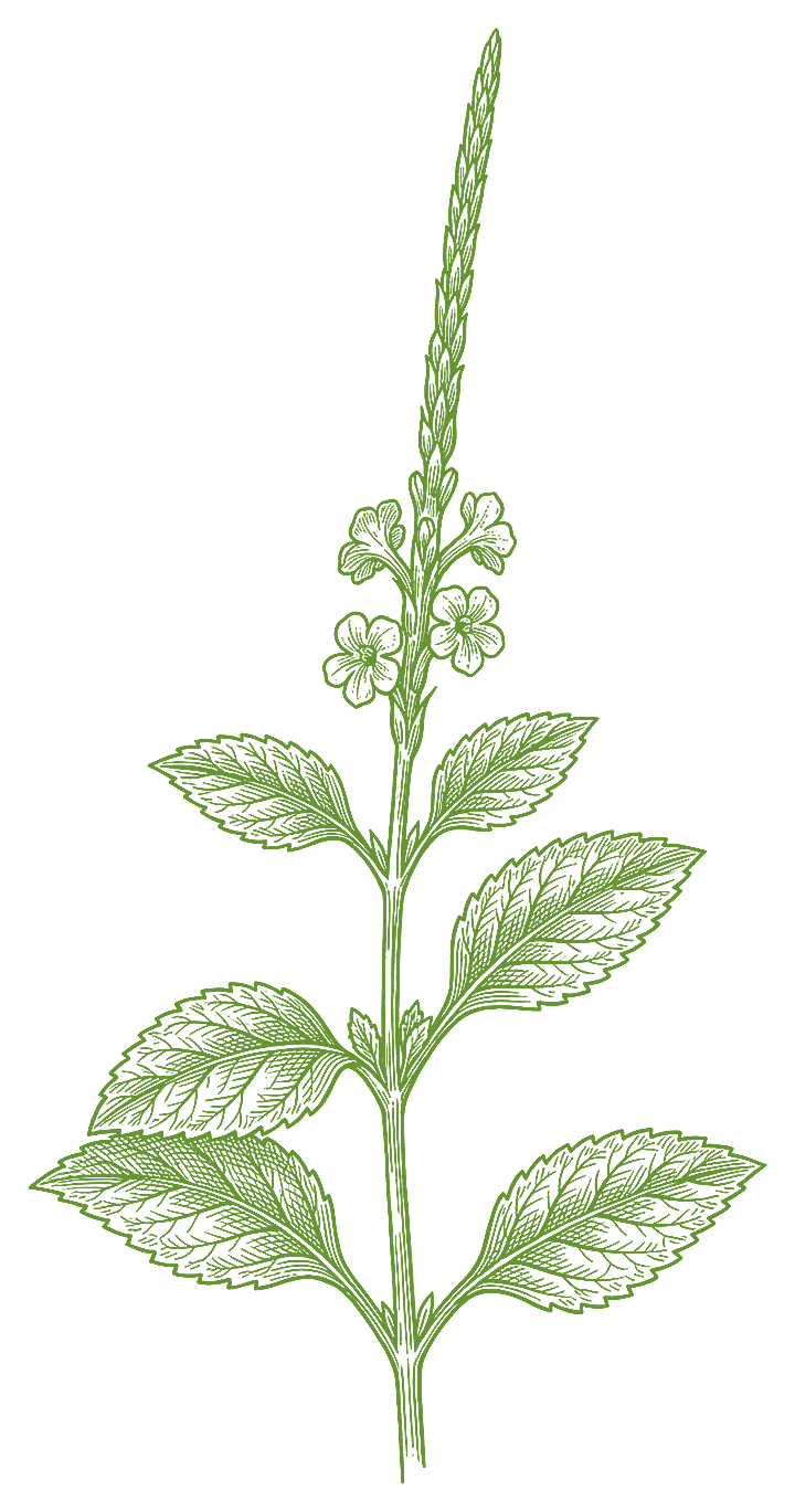 Botanical illustration of Gervão (Stachytarpheta jamaicensis)