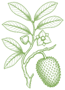 Botanical drawing of Graviola (Annona muricata)