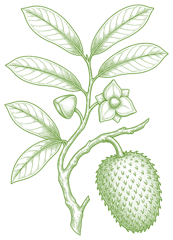 Botanical illustration of Graviola (Annona muricata)