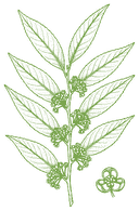 Botanical drawing of Guacatonga (Casearia sylvestris)