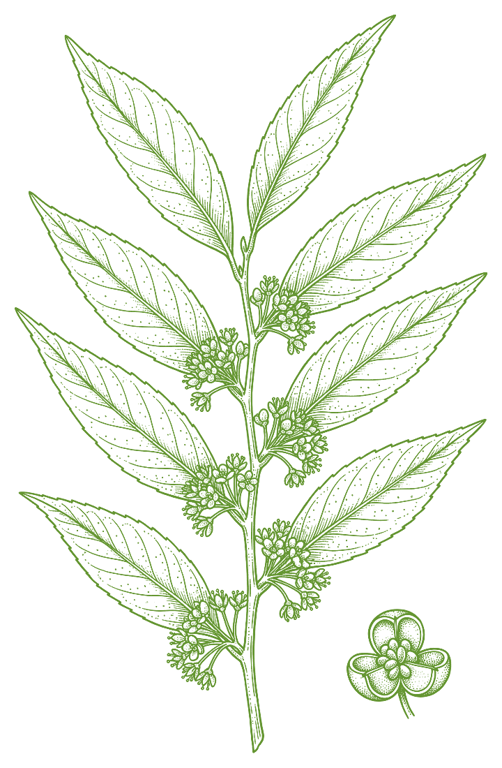 Botanical illustration of Guacatonga (Casearia sylvestris)