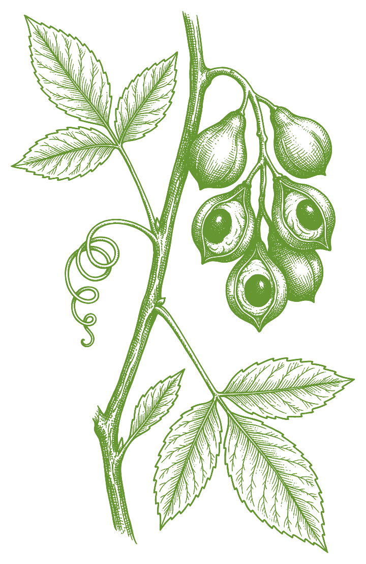 Botanical illustration of Guaraná (Paullinia cupana)