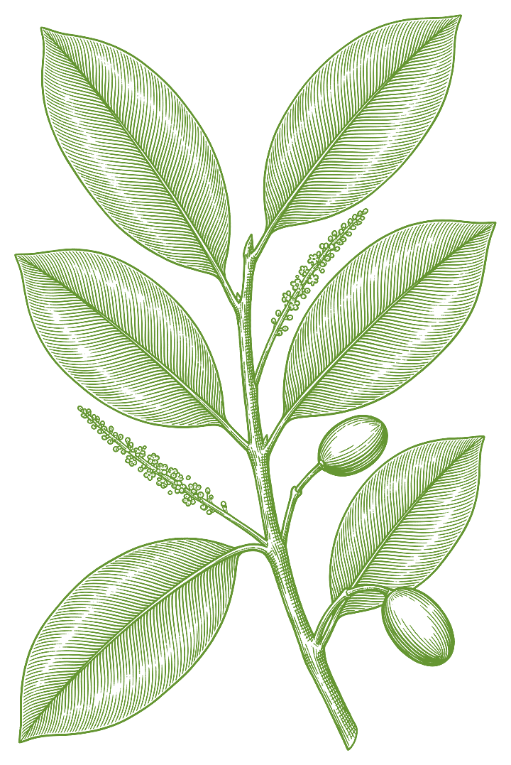 Botanical illustration of Huacapu (Minquartia guianensis)