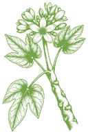 Botanical drawing of Huanarpo Macho (Jatropha macrantha)