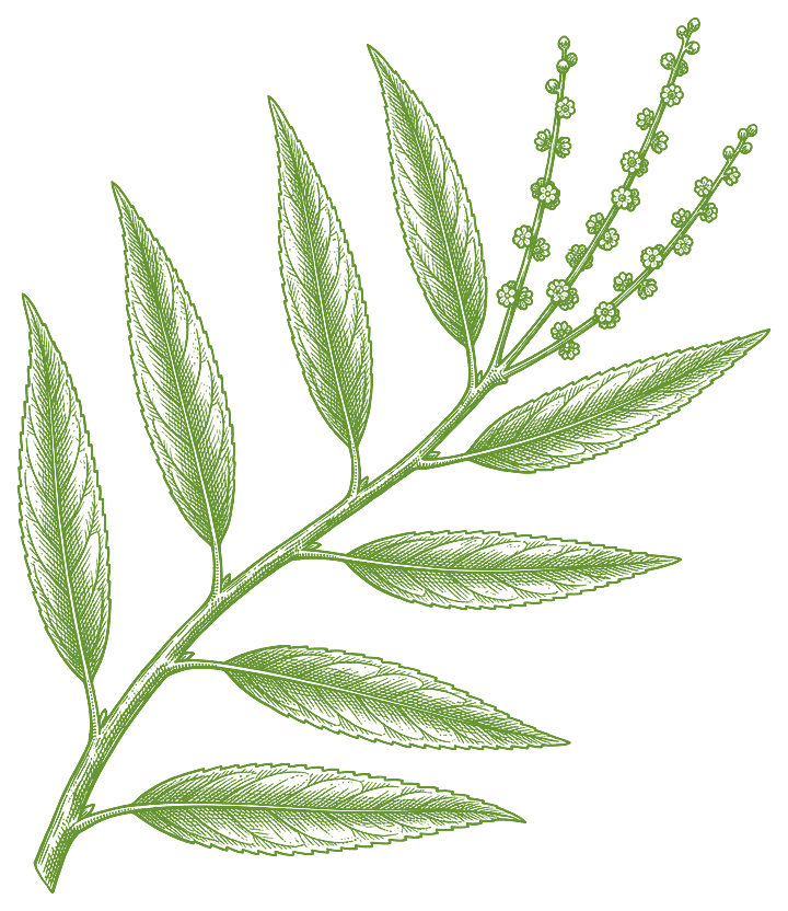 Botanical illustration of Iporuru (Alchornea castaneifolia)