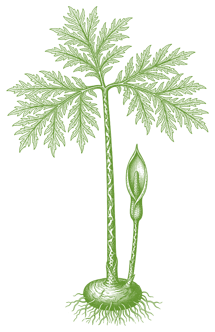 Botanical illustration of Jergon Sacha (Dracontium spruceanum)