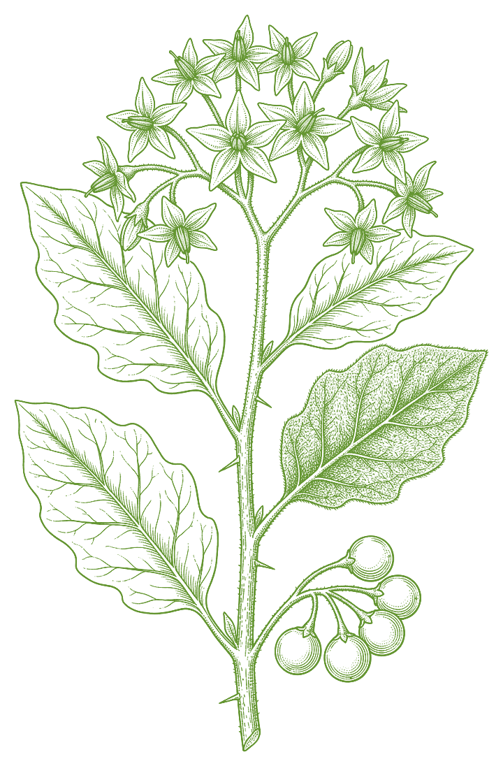 Botanical illustration of Jurubeba (Solanum paniculatum)
