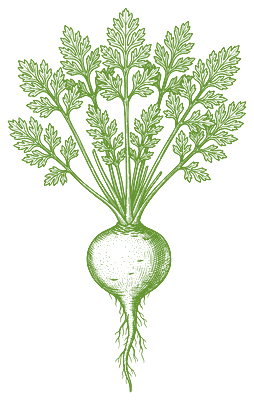 Botanical drawing of Maca (Lepidium meyenii)