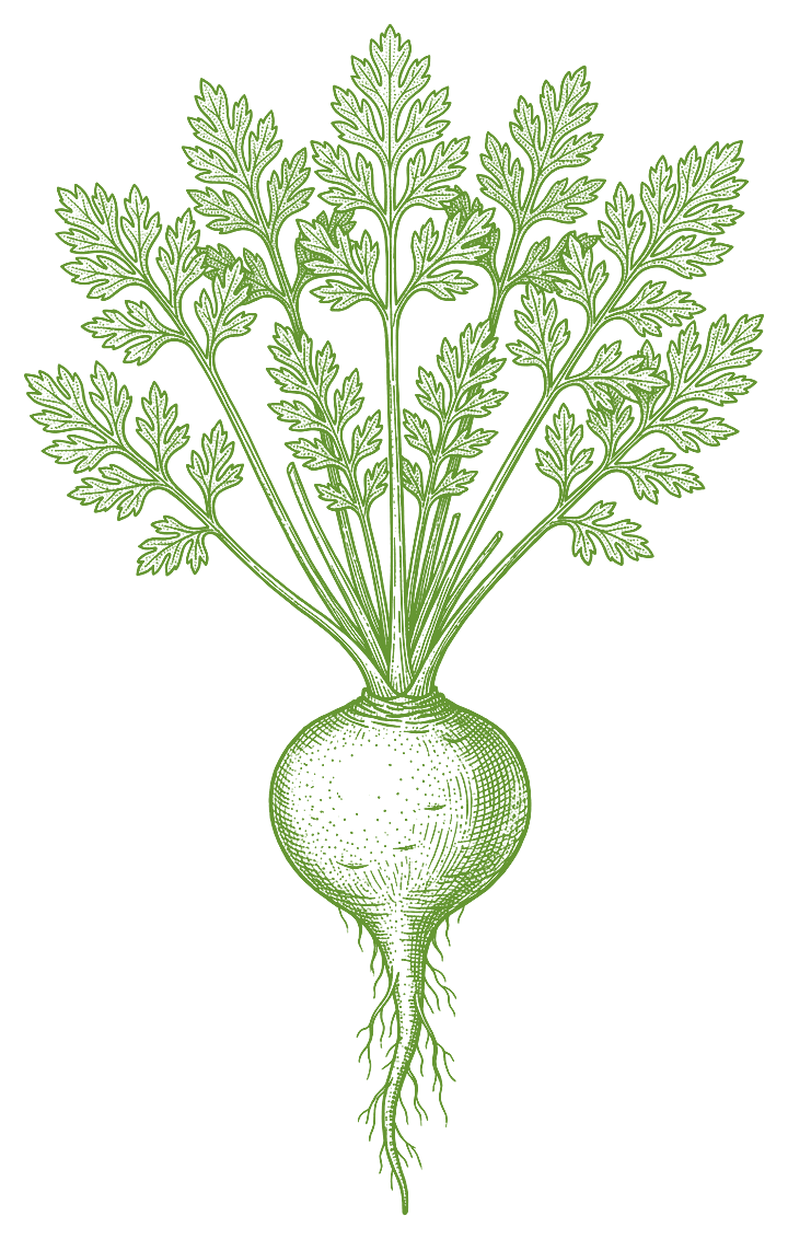 Botanical illustration of Maca (Lepidium meyenii)
