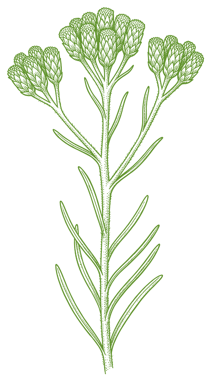 Botanical illustration of Macela (Achyrocline satureioides)
