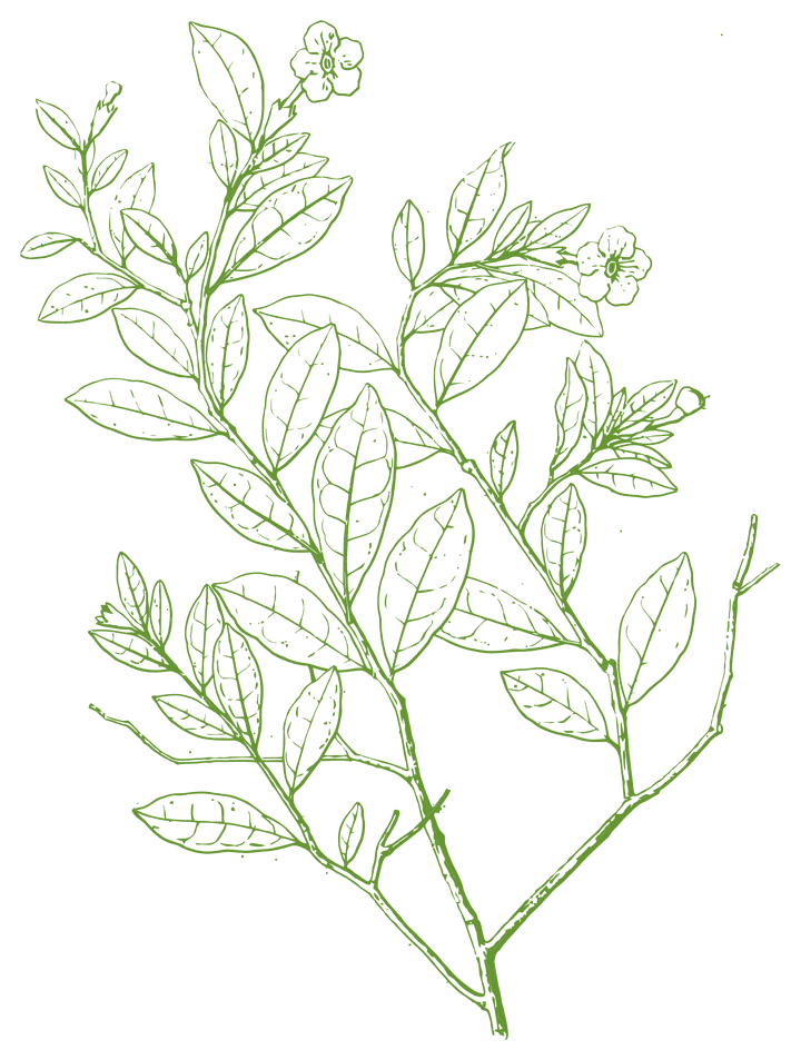 Botanical illustration of Manacá (Brunfelsia uniflora)