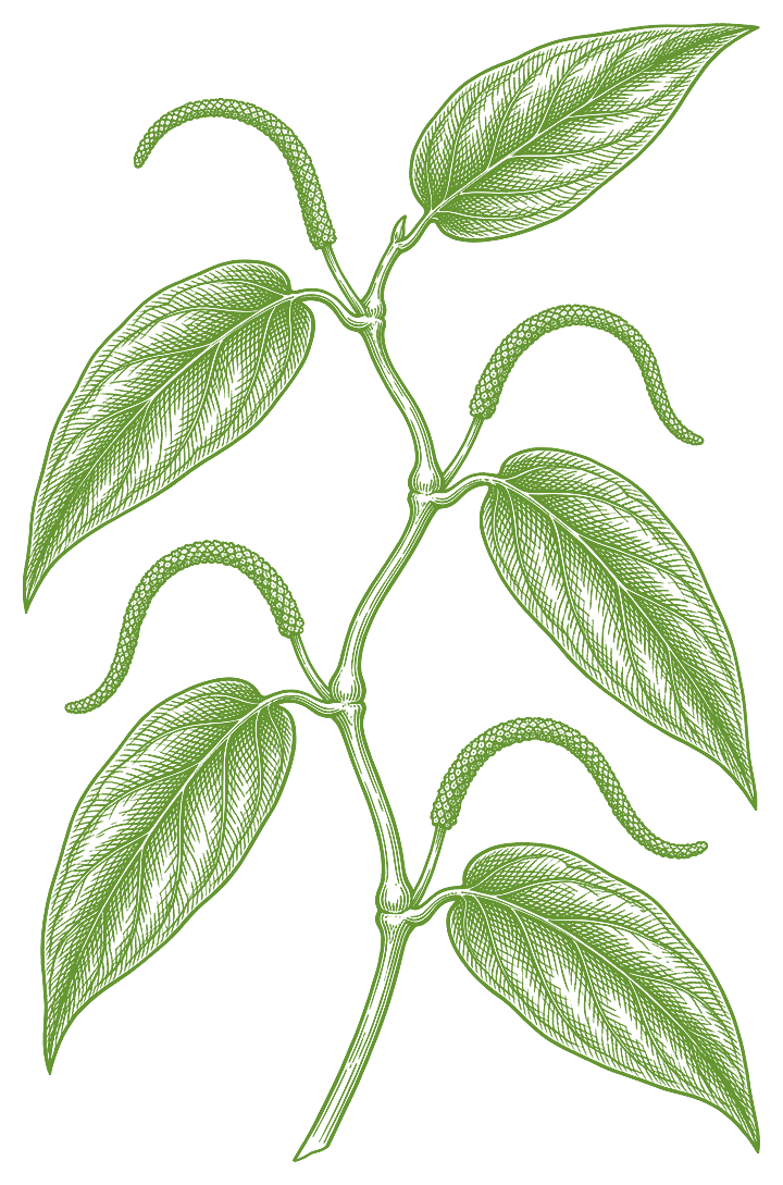 Botanical illustration of Matico (Piper aduncum)