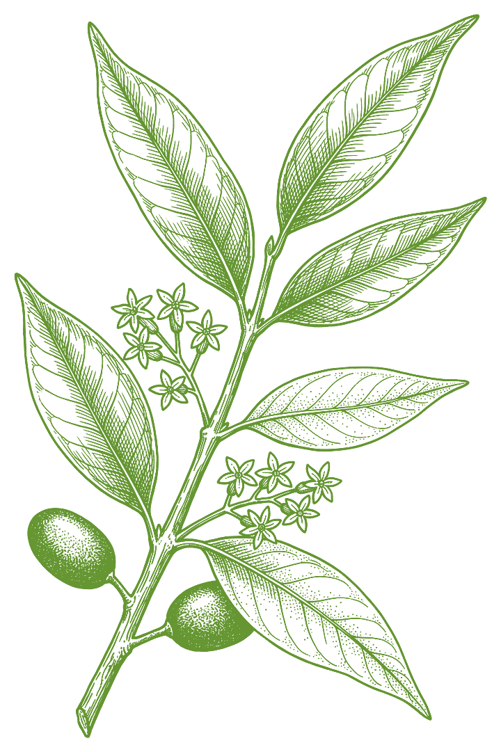 Botanical illustration of Muira puama (Ptychopetalum olacoides)
