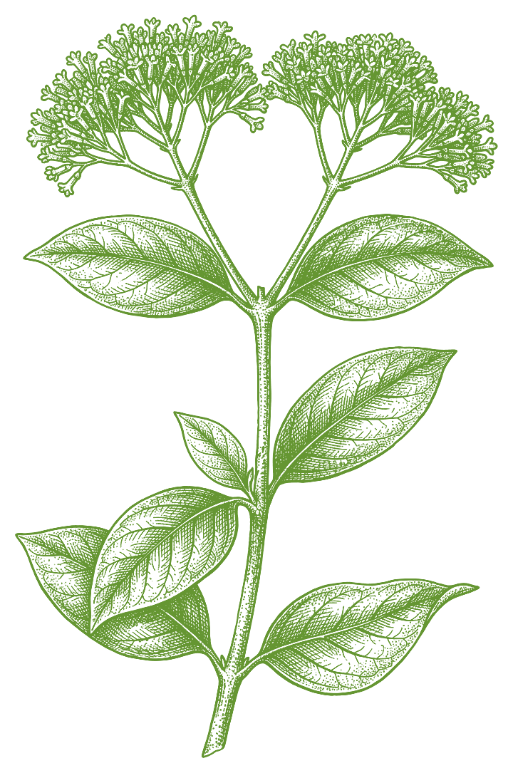 Botanical illustration of Mulateiro (Calycophyllum spruceanum)